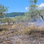 Sesto: incendio in un’oliveta in via di Malafrasca wa
